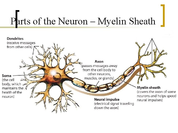 Parts of the Neuron – Myelin Sheath 
