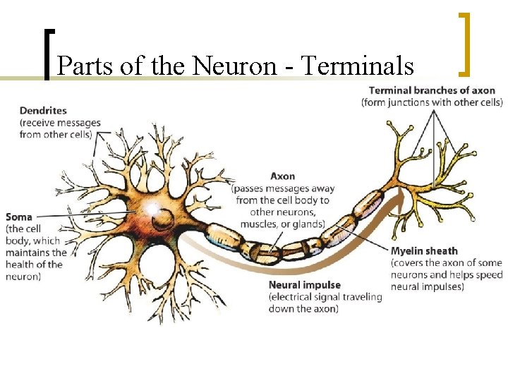 Parts of the Neuron - Terminals 