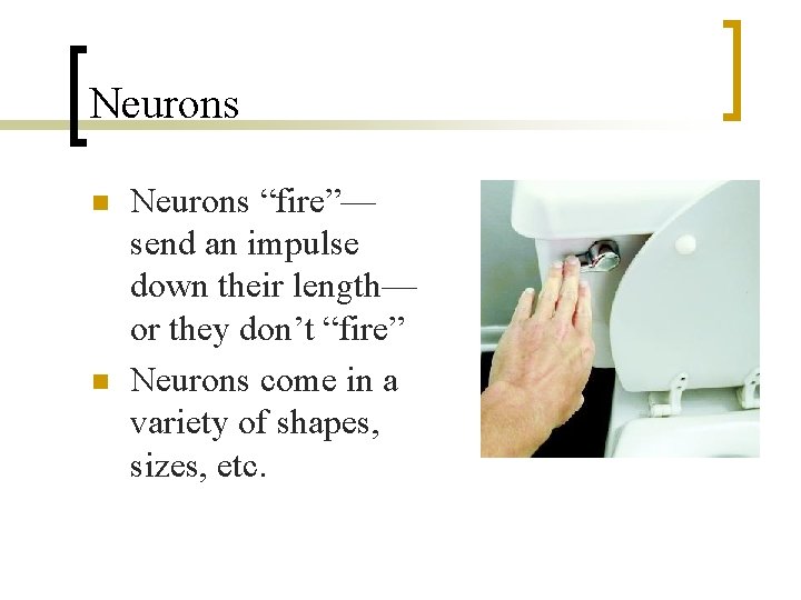 Neurons n n Neurons “fire”— send an impulse down their length— or they don’t