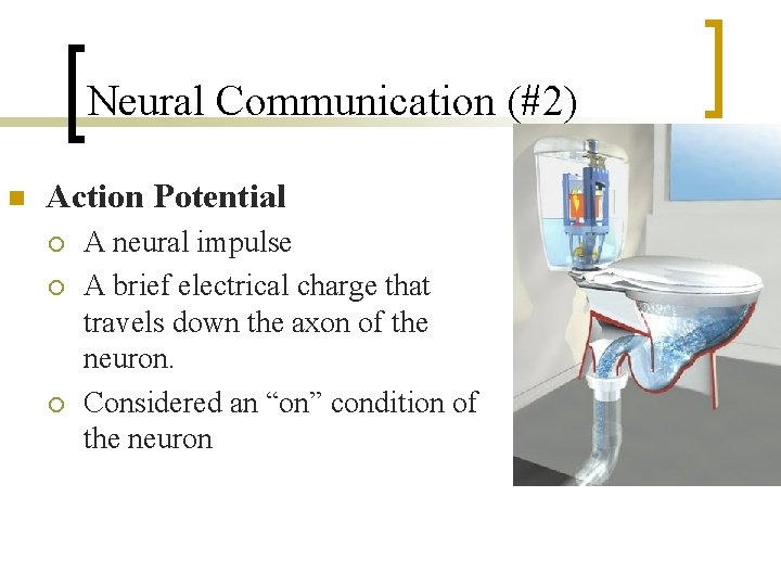 Neural Communication (#2) n Action Potential ¡ ¡ ¡ A neural impulse A brief
