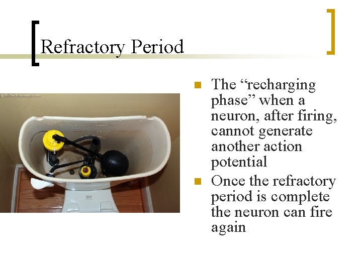 Refractory Period n n The “recharging phase” when a neuron, after firing, cannot generate