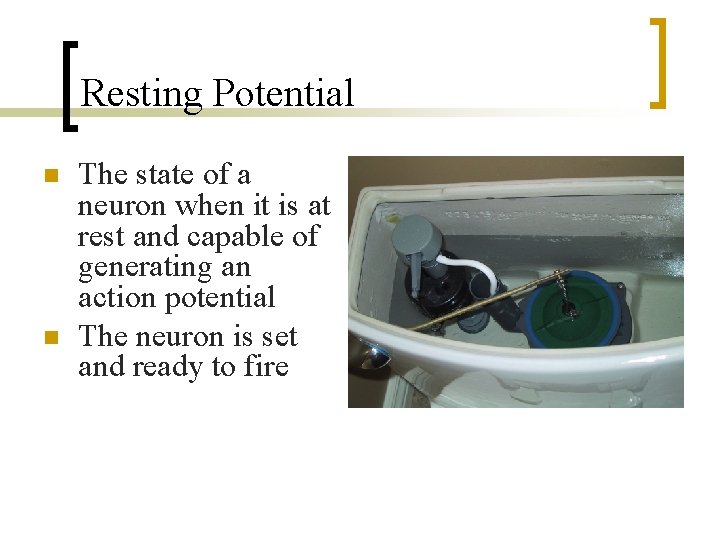 Resting Potential n n The state of a neuron when it is at rest