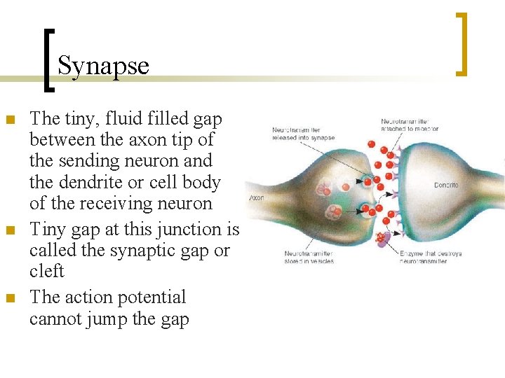 Synapse n n n The tiny, fluid filled gap between the axon tip of