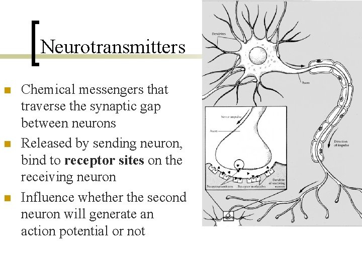 Neurotransmitters n n n Chemical messengers that traverse the synaptic gap between neurons Released