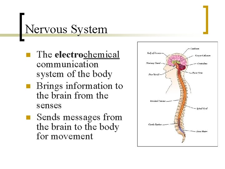 Nervous System n n n The electrochemical communication system of the body Brings information