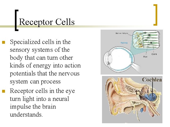 Receptor Cells n n Specialized cells in the sensory systems of the body that