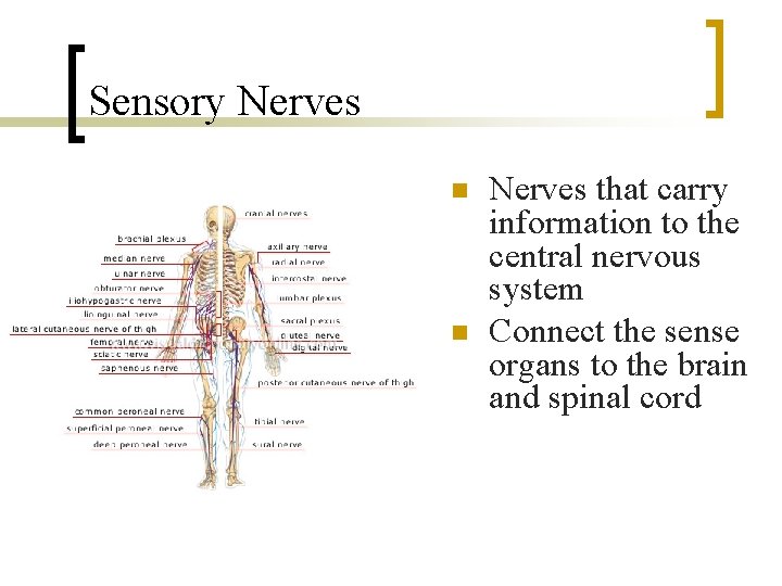 Sensory Nerves n n Nerves that carry information to the central nervous system Connect
