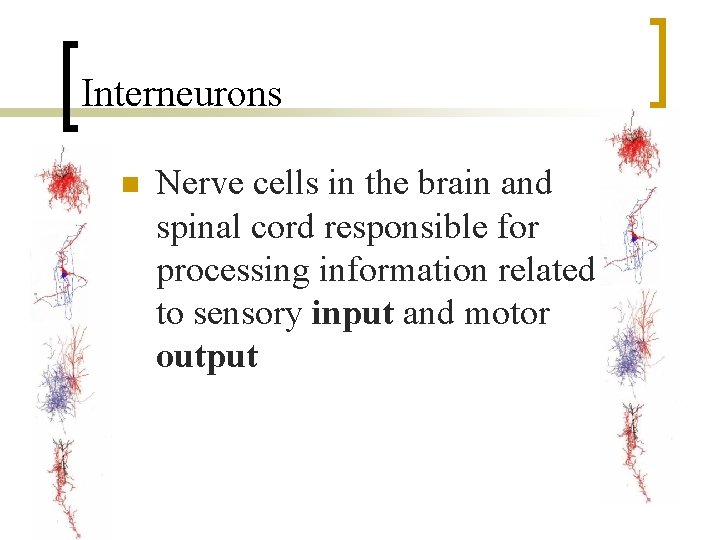 Interneurons n Nerve cells in the brain and spinal cord responsible for processing information