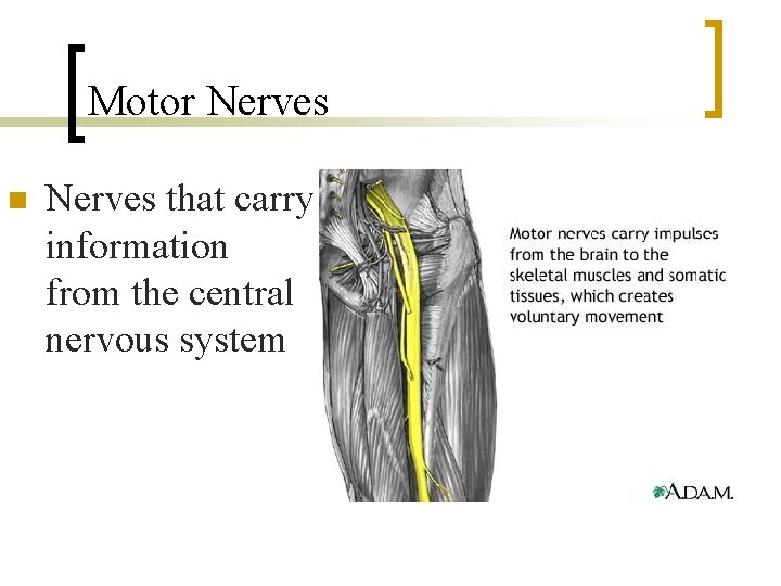 Motor Nerves n Nerves that carry information from the central nervous system 