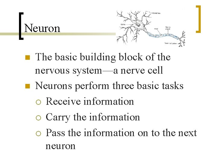 Neuron n n The basic building block of the nervous system—a nerve cell Neurons
