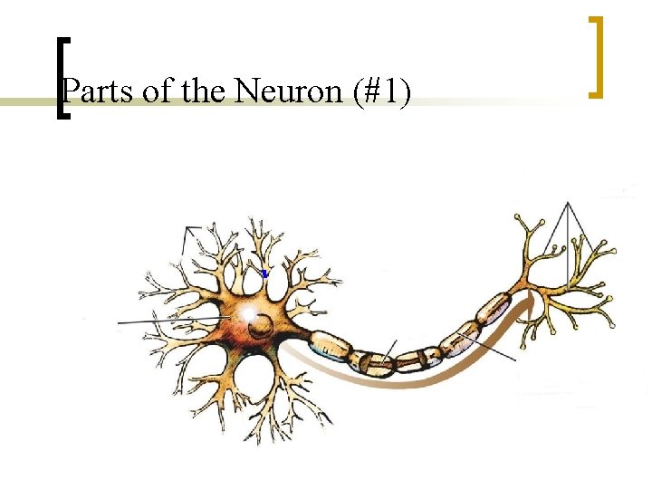Parts of the Neuron (#1) 