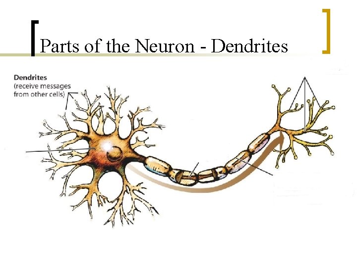 Parts of the Neuron - Dendrites 