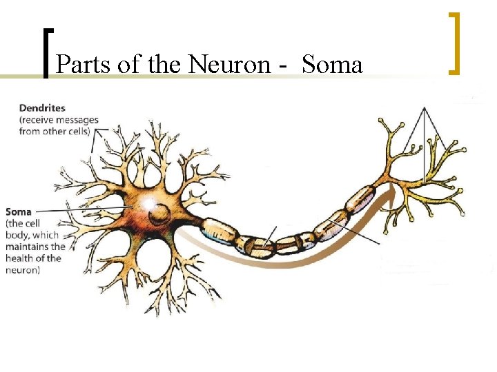 Parts of the Neuron - Soma 
