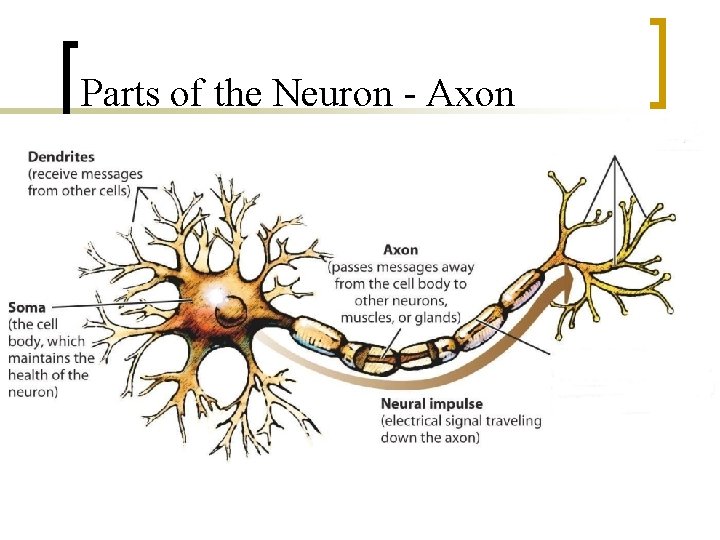 Parts of the Neuron - Axon 