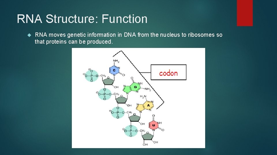 RNA Structure: Function RNA moves genetic information in DNA from the nucleus to ribosomes