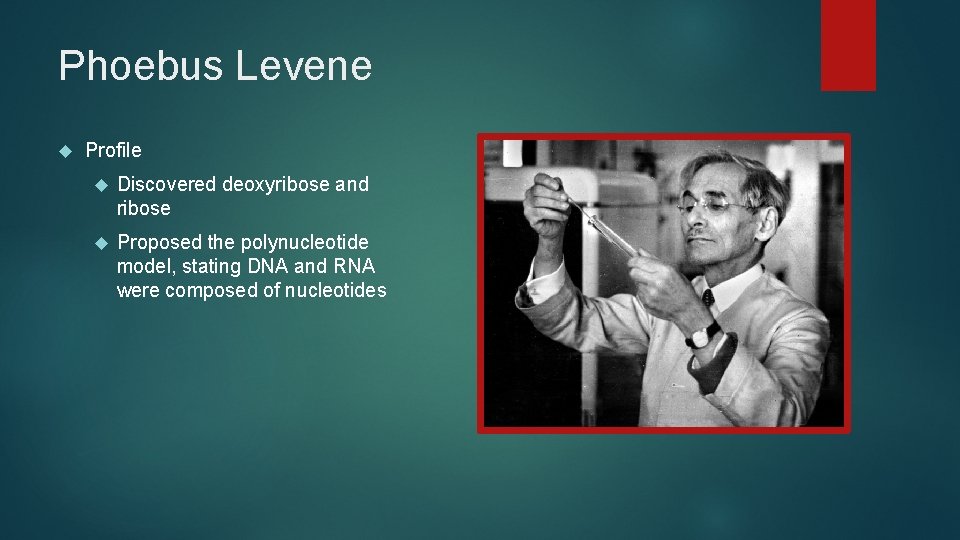 Phoebus Levene Profile Discovered deoxyribose and ribose Proposed the polynucleotide model, stating DNA and
