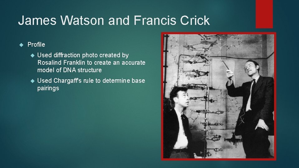 James Watson and Francis Crick Profile Used diffraction photo created by Rosalind Franklin to