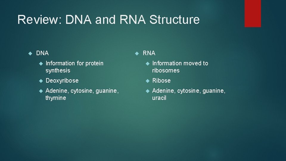 Review: DNA and RNA Structure DNA RNA Information for protein synthesis Information moved to