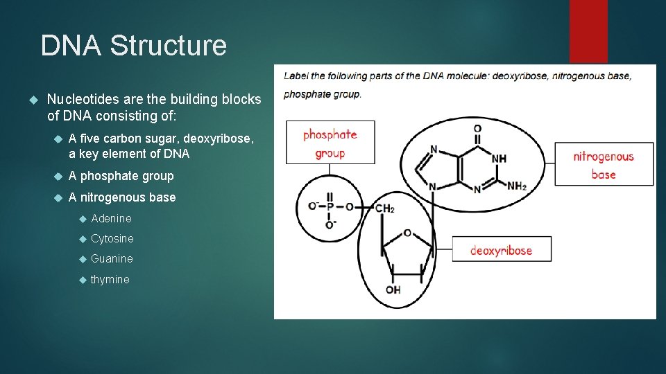 DNA Structure Nucleotides are the building blocks of DNA consisting of: A five carbon