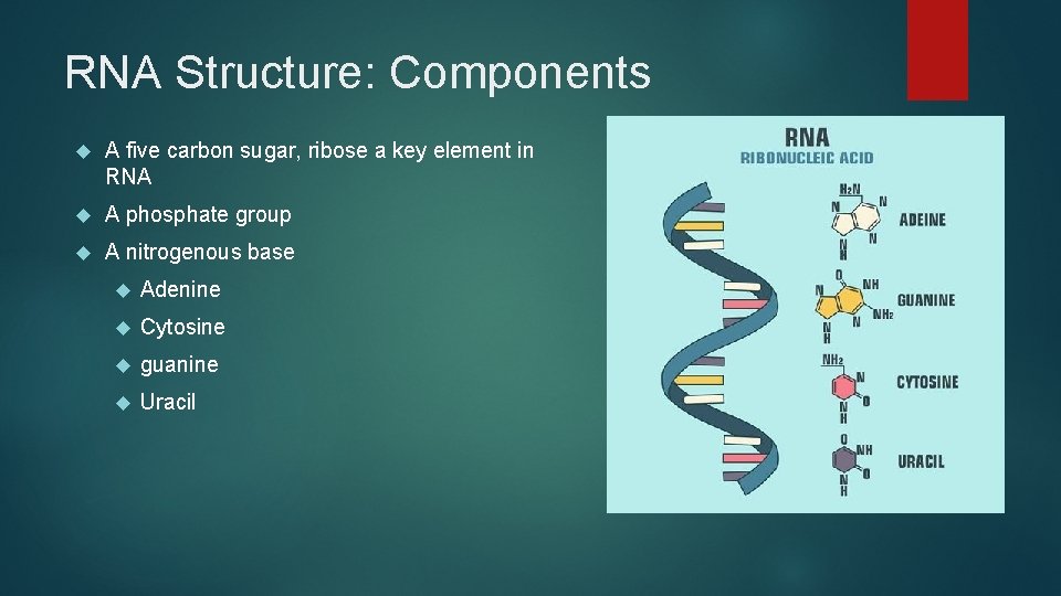 RNA Structure: Components A five carbon sugar, ribose a key element in RNA A