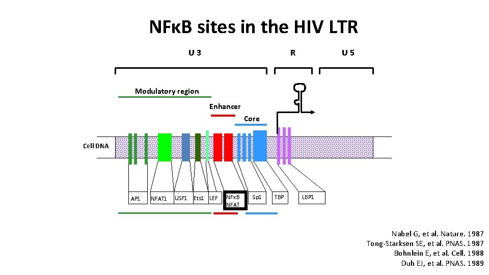 NFκB sites in the HIV LTR U 3 U 5 R Modulatory region Enhancer