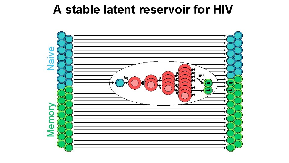 Naive A stable latent reservoir for HIV Ag † † † Memory † HIV