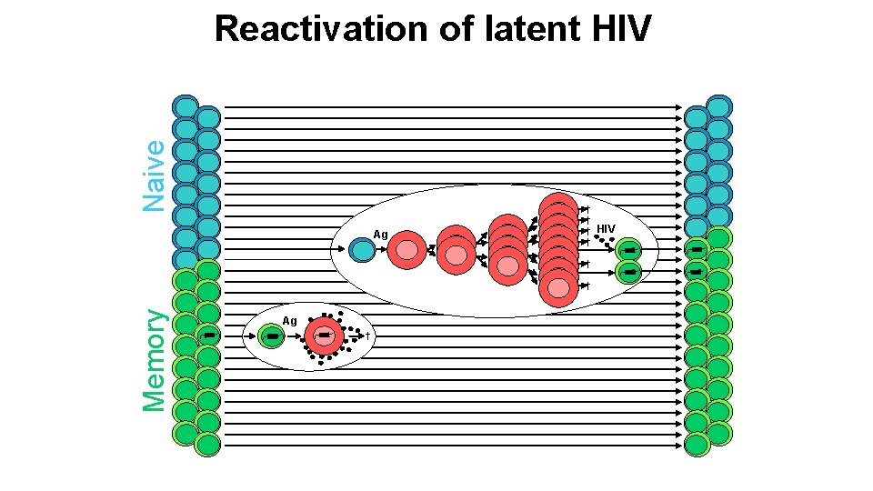 Naive Reactivation of latent HIV Ag † † † Memory † Ag † HIV