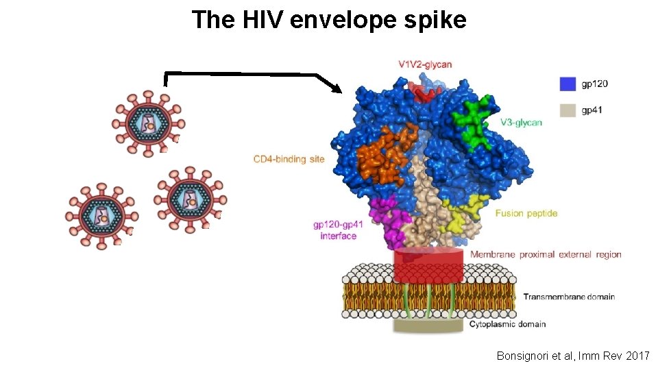 The HIV envelope spike Bonsignori et al, Imm Rev 2017 