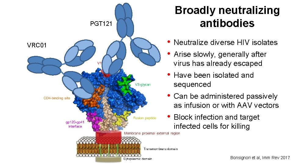 Broadly neutralizing antibodies PGT 121 VRC 01 • • Neutralize diverse HIV isolates •