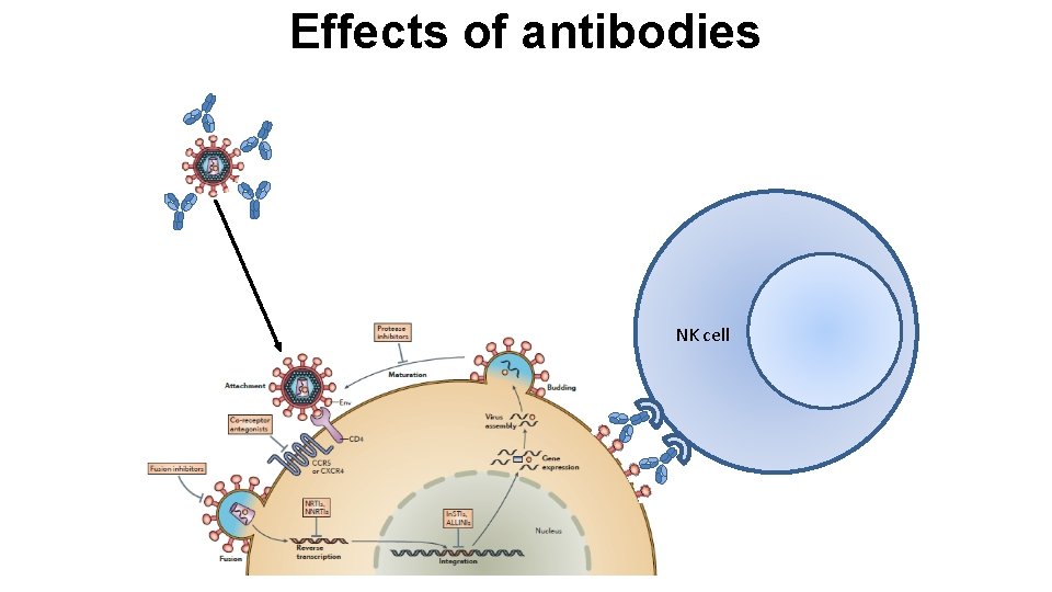 Effects of antibodies NK cell 