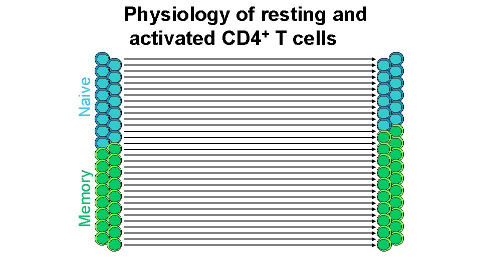 Memory Naive Physiology of resting and activated CD 4+ T cells 