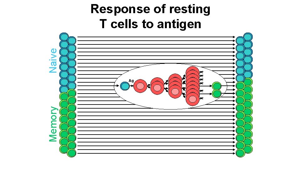 Naive Response of resting T cells to antigen Ag † † † Memory †