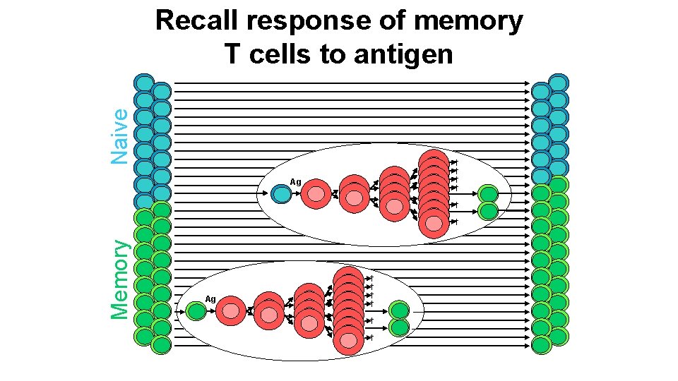 Naive Recall response of memory T cells to antigen † † Ag † Memory