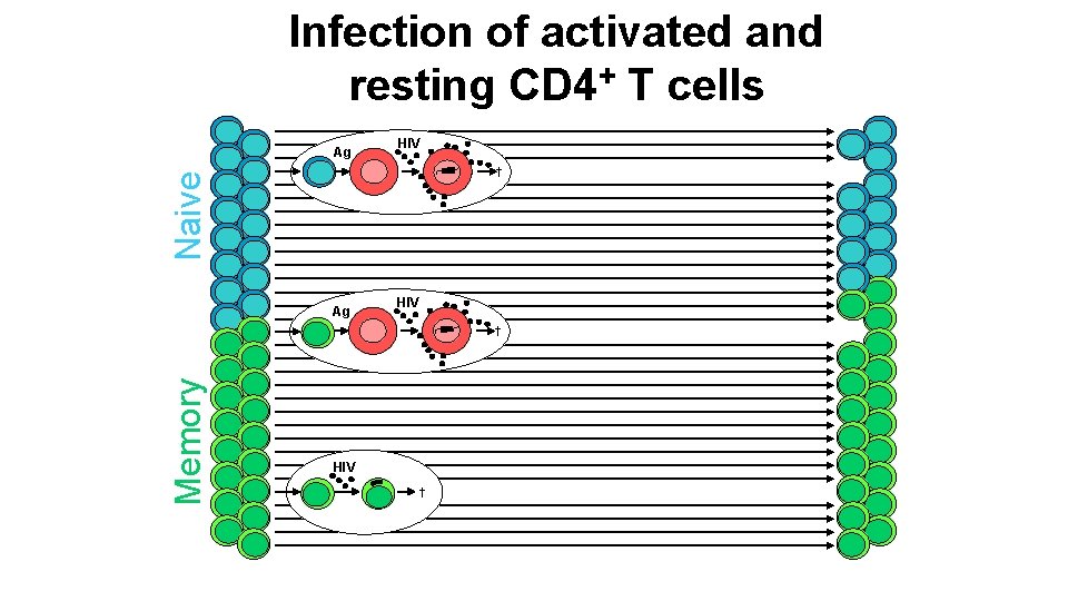 Infection of activated and resting CD 4+ T cells Ag HIV Naive † Ag