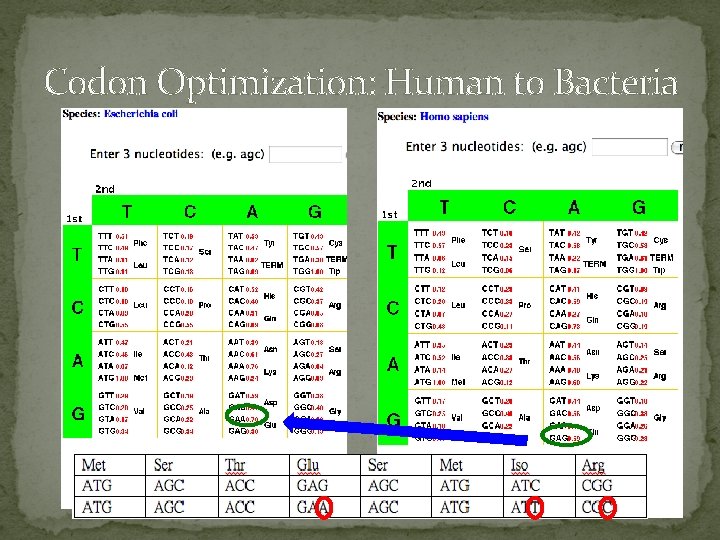 Codon Optimization: Human to Bacteria 
