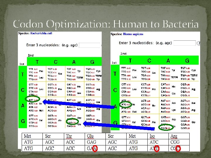 Codon Optimization: Human to Bacteria 