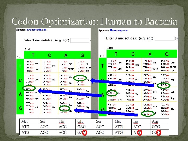 Codon Optimization: Human to Bacteria 