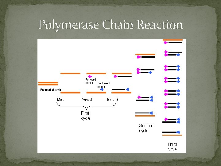 Polymerase Chain Reaction 
