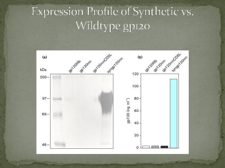 Expression Profile of Synthetic vs. Wildtype gp 120 
