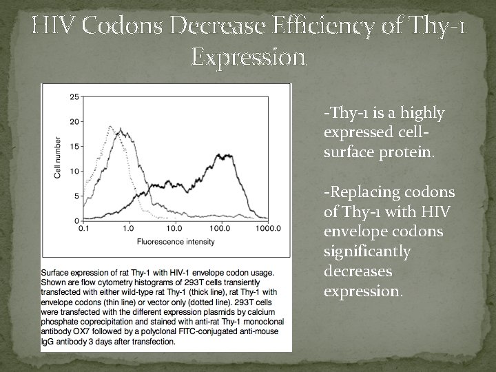 HIV Codons Decrease Efficiency of Thy-1 Expression -Thy-1 is a highly expressed cellsurface protein.