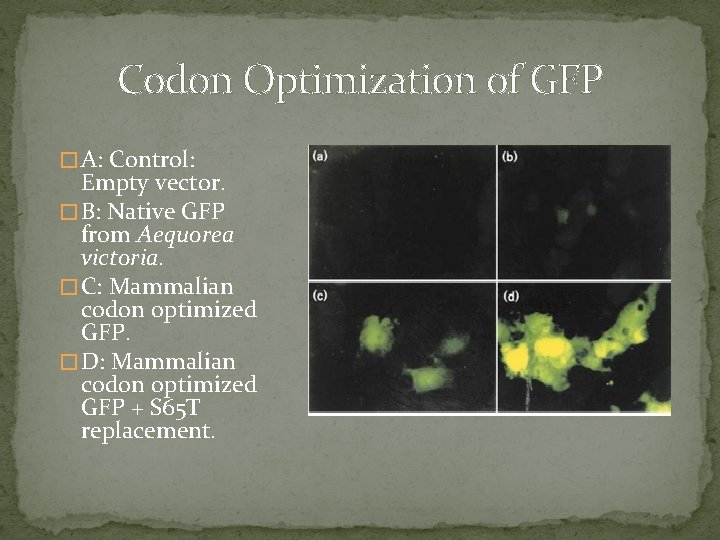 Codon Optimization of GFP � A: Control: Empty vector. � B: Native GFP from