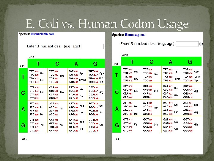 E. Coli vs. Human Codon Usage 