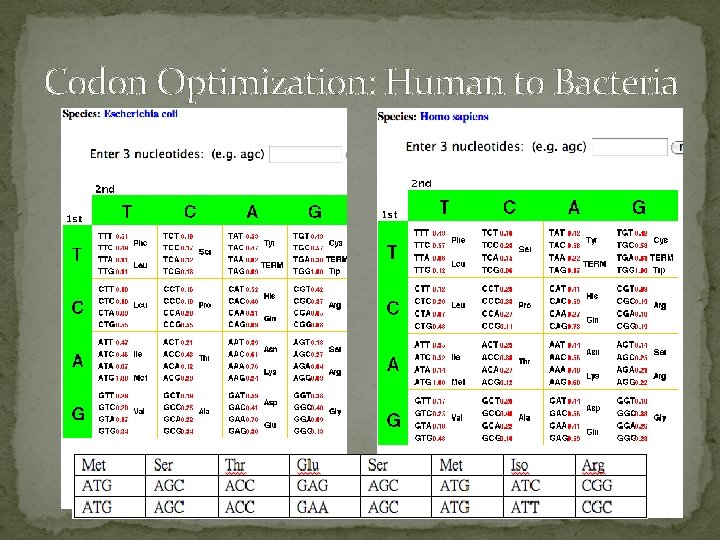 Codon Optimization: Human to Bacteria 