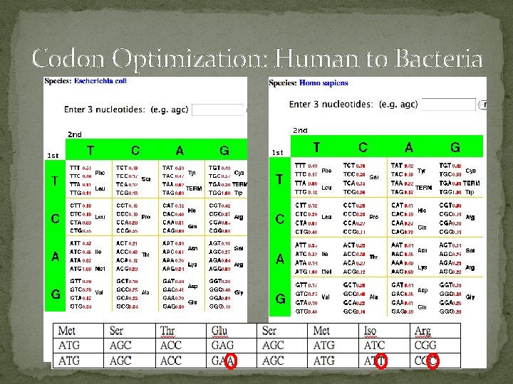 Codon Optimization: Human to Bacteria 