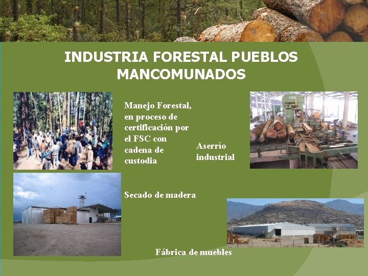 INDUSTRIA FORESTAL PUEBLOS MANCOMUNADOS Manejo Forestal, en proceso de certificación por el FSC con