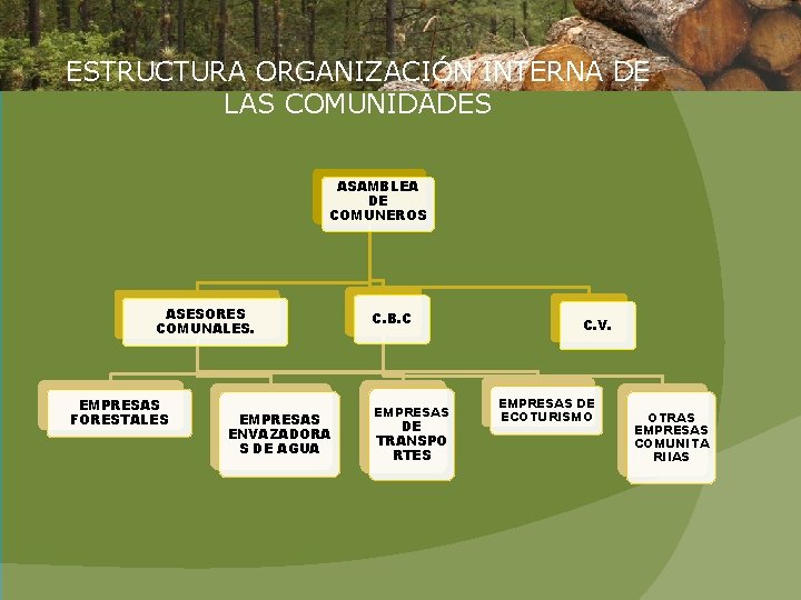 ESTRUCTURA ORGANIZACIÓN INTERNA DE LAS COMUNIDADES ASAMBLEA DE COMUNEROS ASESORES COMUNALES. EMPRESAS FORESTALES EMPRESAS