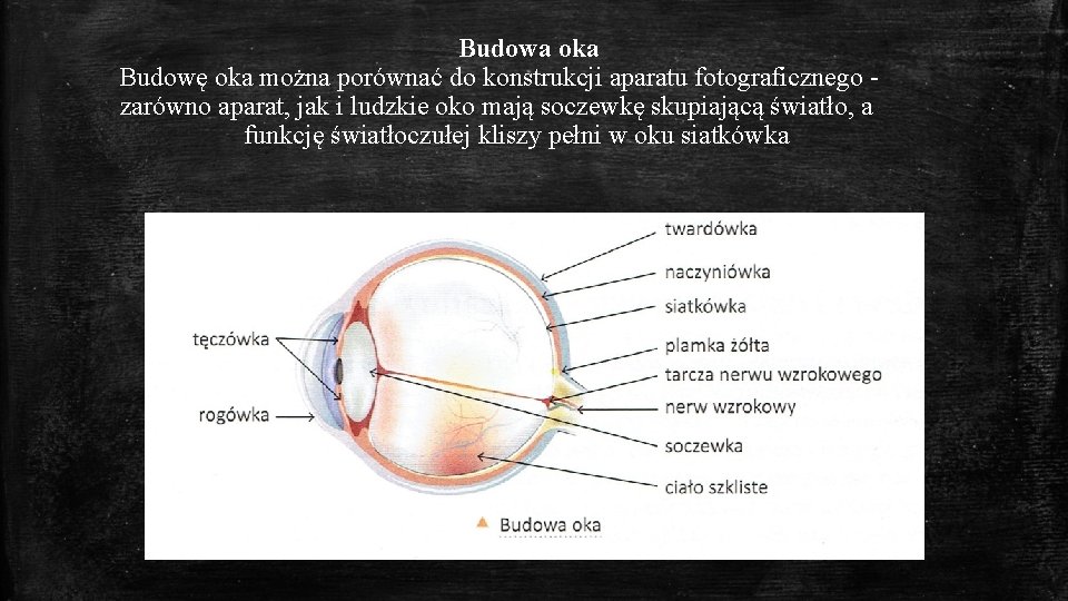 Budowa oka Budowę oka można porównać do konstrukcji aparatu fotograficznego zarówno aparat, jak i