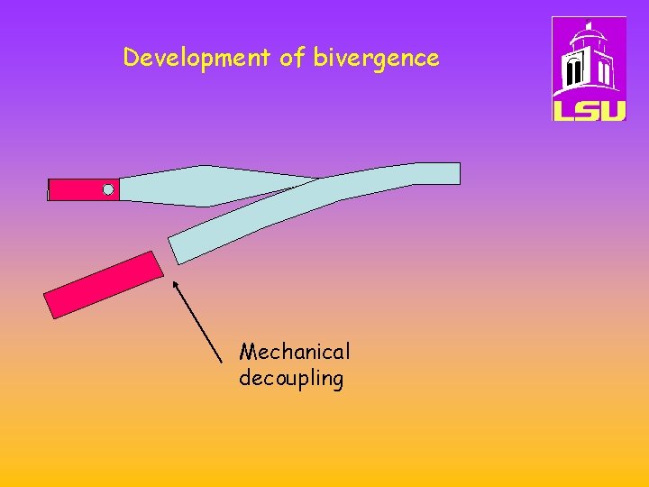 Development of bivergence Mechanical decoupling 