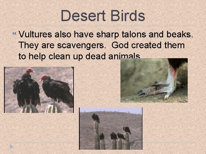 Desert Birds Vultures also have sharp talons and beaks. They are scavengers. God created