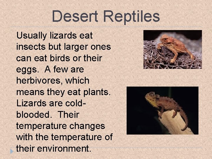 Desert Reptiles Usually lizards eat insects but larger ones can eat birds or their